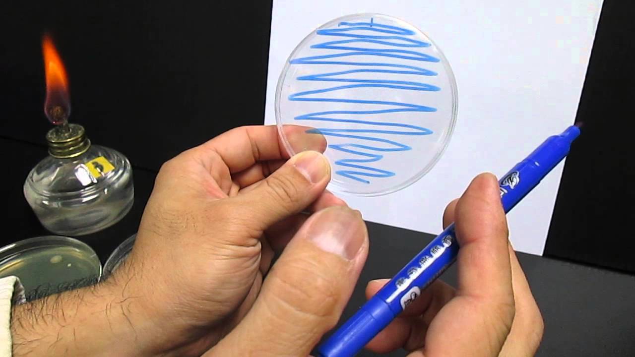 劃培養皿以得到單一菌落-02 (Streaking a plate to obtain isolated colonies-02)