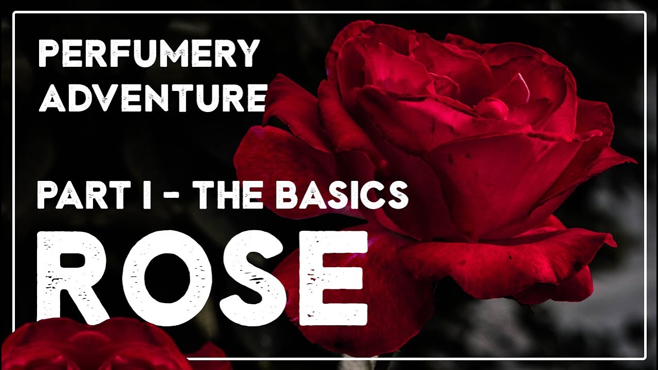 Rose in perfumery - Harvest, production & smell