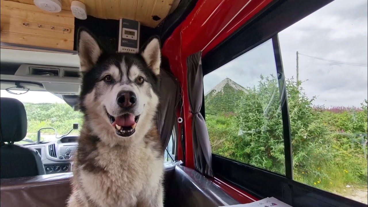 Husky Gets So Excited to Receive This! And Speaks Perfectly!