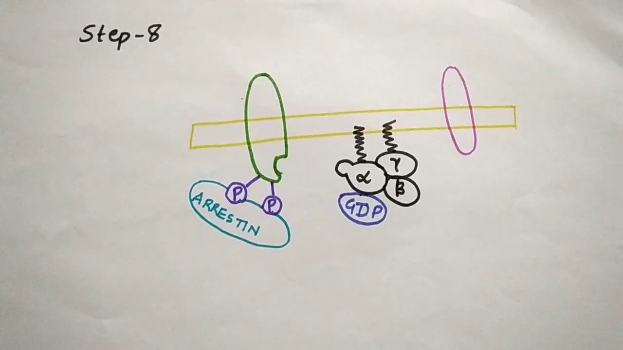 GPCR G- protein coupled receptor
