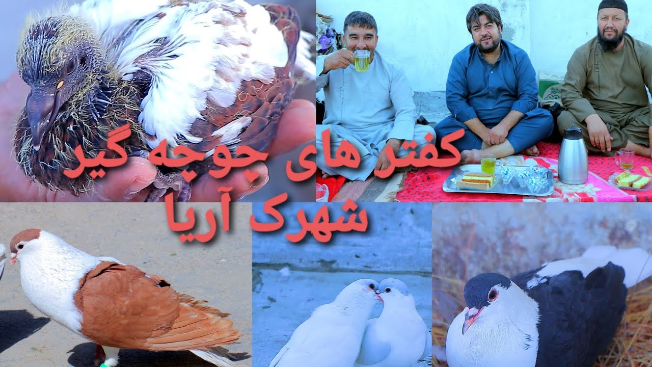کفتر های چوچه گیر شهرک آریا#birds #pigeon #viralvideo #kabutar