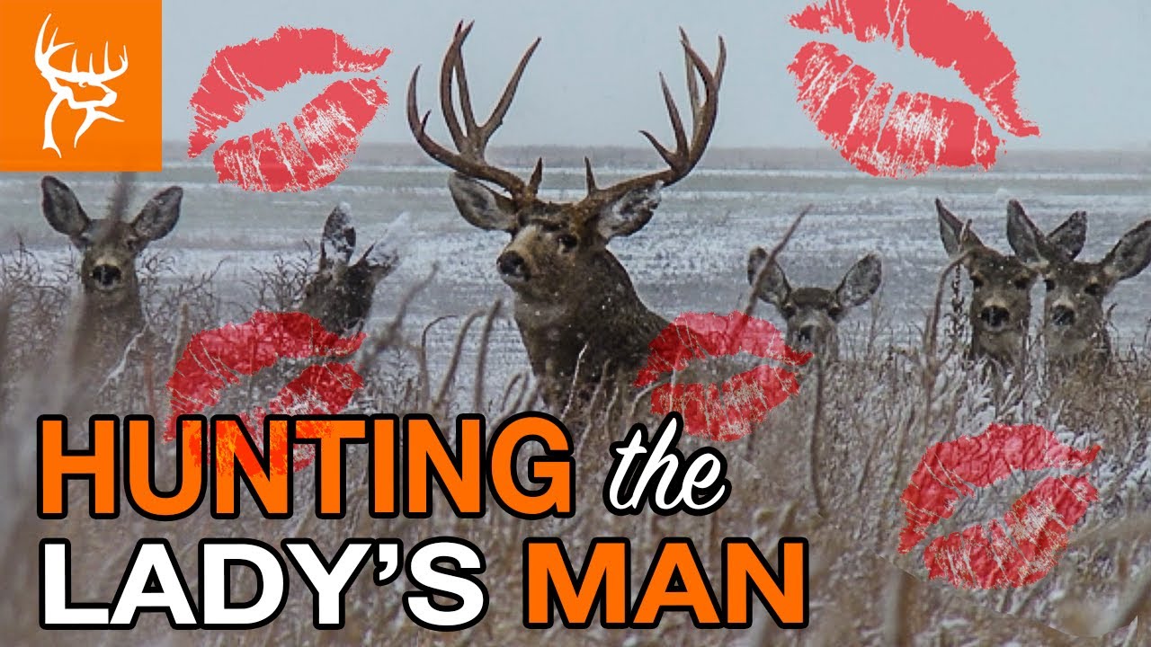 Самый большой олень на свете! | Колорадский чернохвостый олень Рочи | Командир оленей