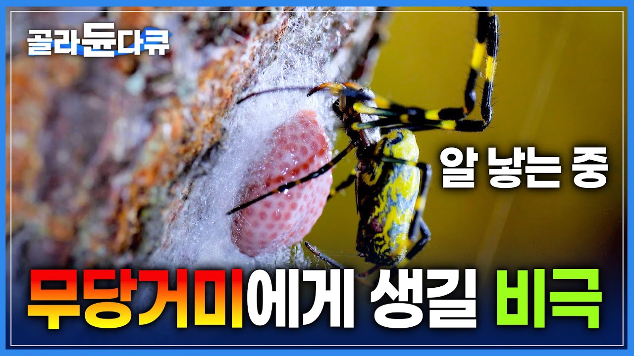 다리 한 개는 내놓고 시작하는 거미의 짝짓기 | 먹고 먹히는 자연의 반전 드라마 | 목숨을 건 무당거미의 교미 | 다큐프라임 | #골라듄다큐