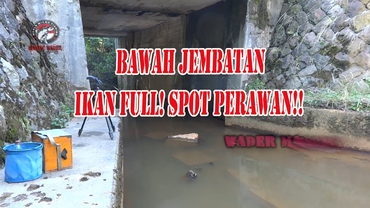 mancing wader dan tawes! di bawah jembatan full strike! micro fishing! maniac wader!
