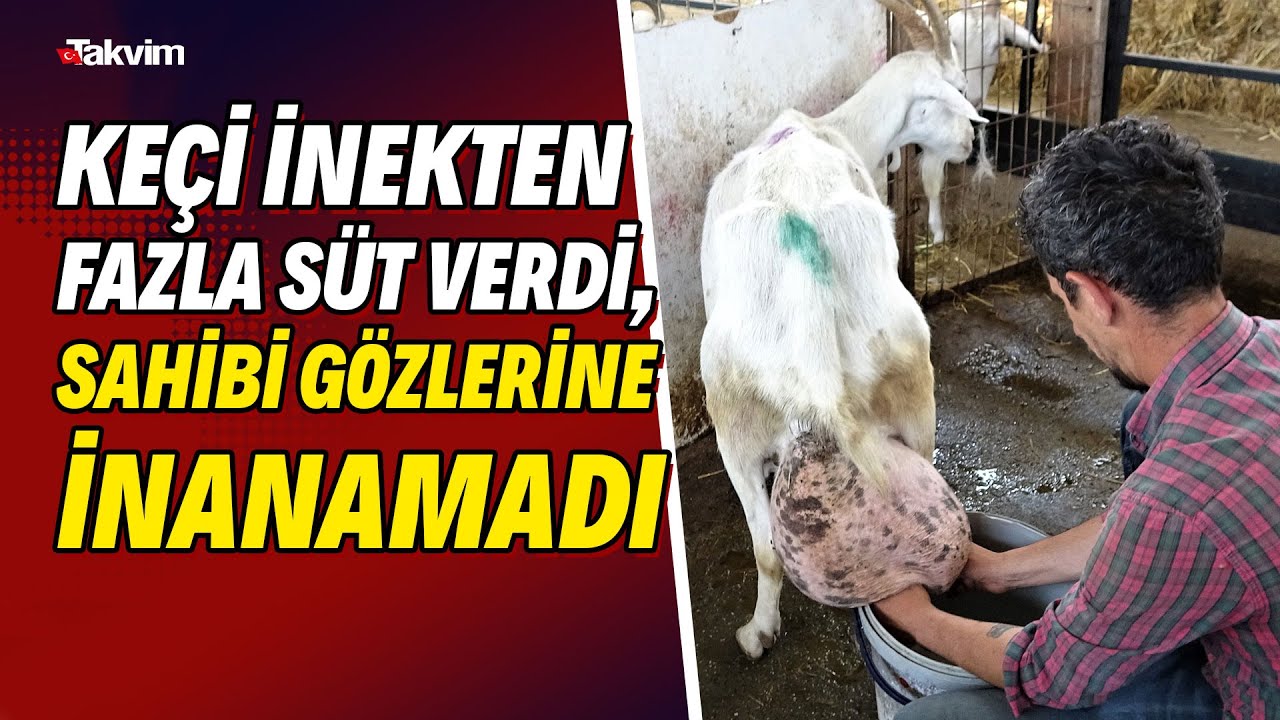Her gün rekor kırıyor! Keçi inekten fazla süt verdi, sahibi gözlerine inanamadı