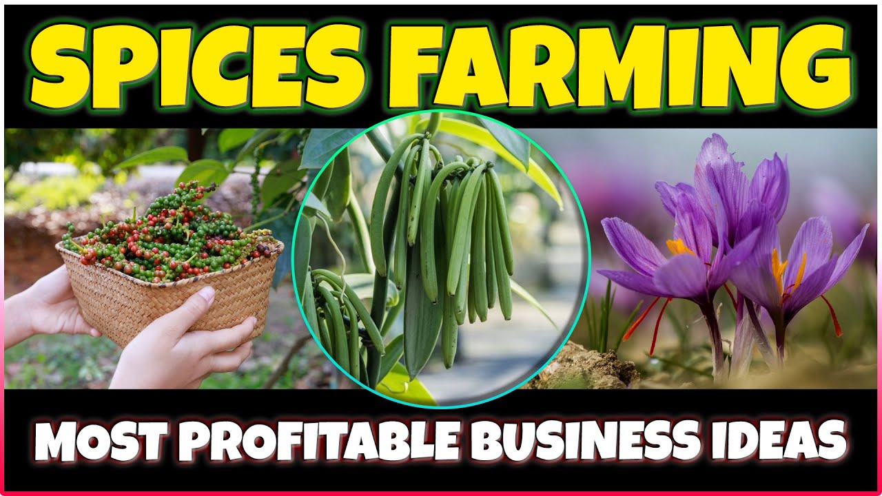 Most Profitable Spices to Grow | Best Spice Farming Businesses