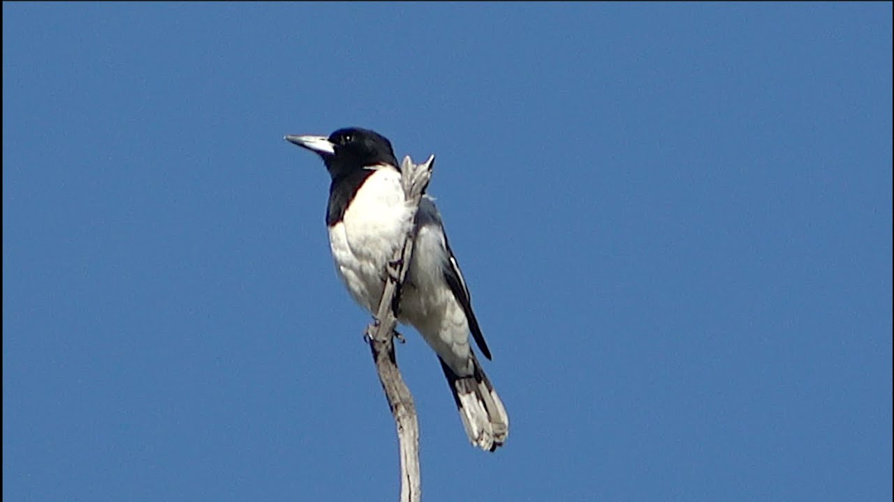 Australian Butcherbirds calling in the early Morning