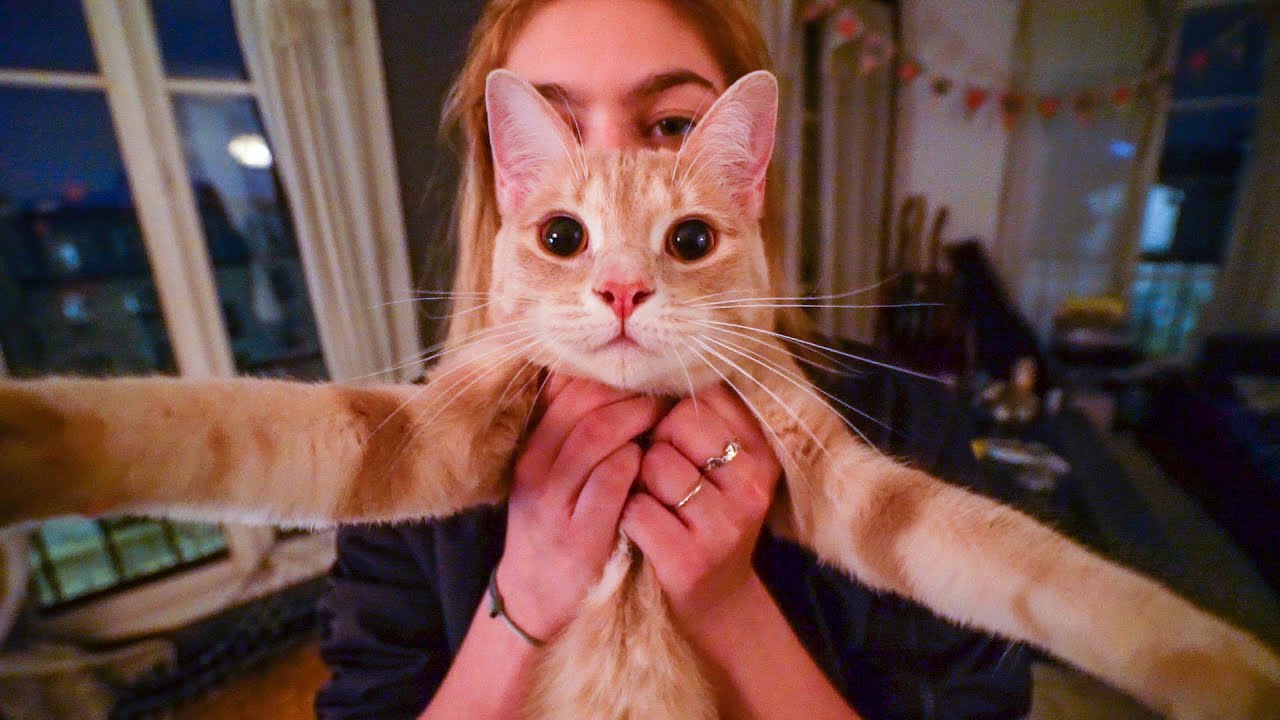 CHECK LE CHAT !