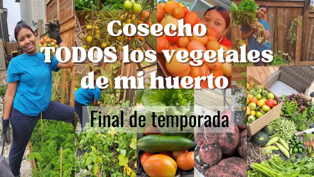 Cosechando los Vegetales de mi huerto en oto&ntilde;o 🍁| LIMPIEZA TOTAL DE MI HUERTA EN OTO&Ntilde;O 🍂 #huerto