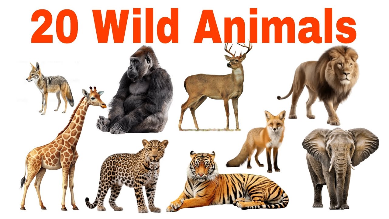 20 Wild Animals for Kids | Learn Animal Names in English with Sound & fun