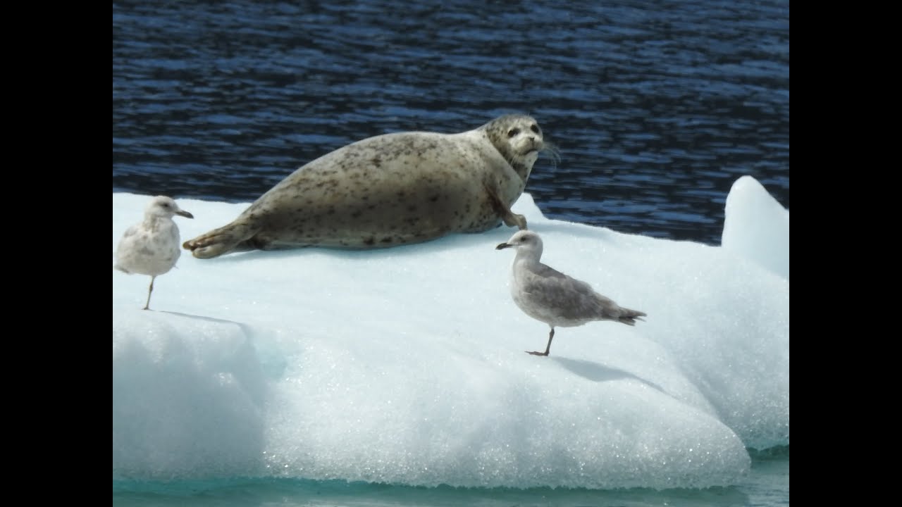 The Ultimate Tracy Arm Fjord Alaska Video:  ENJOY!