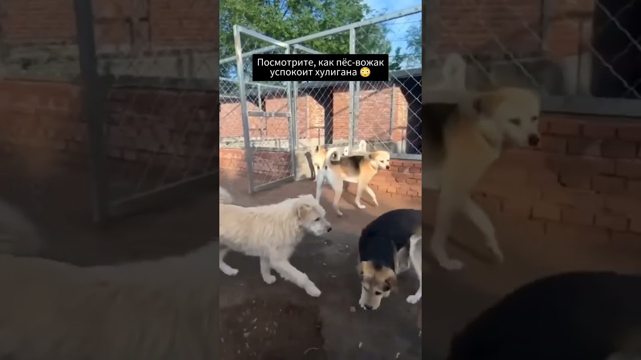 Посмотрите как пёс- вожак успакоил хулигана 😎🦁👑#собакадругчеловека #собака  #teamwork #рекомендации#