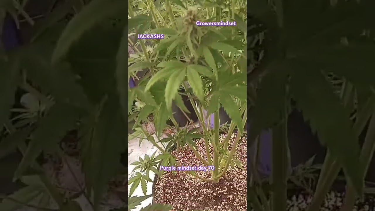 purple mindset day 70 #growmiegang @growersmindset