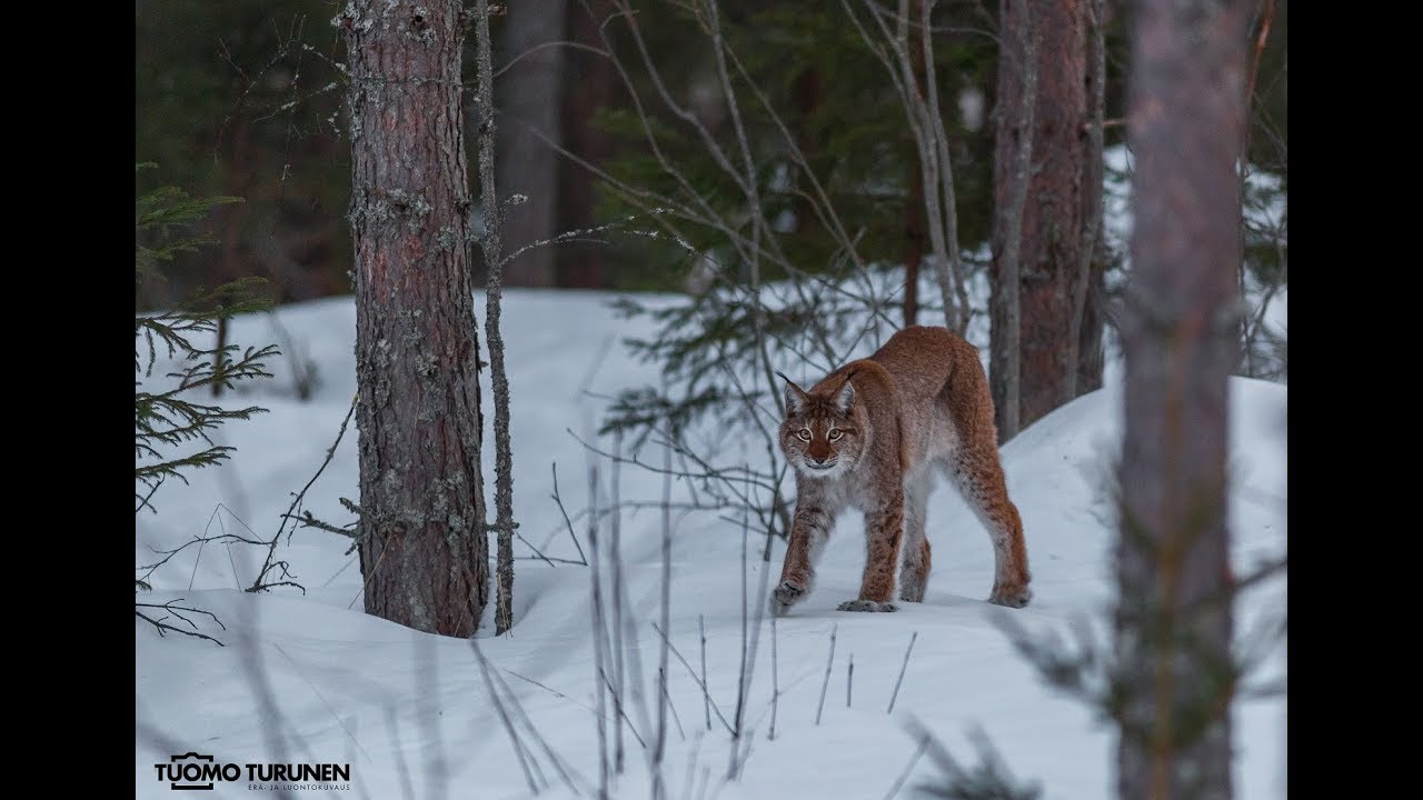 Ilves, lynx, lodjur