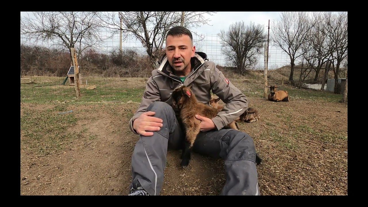 Etapele infiintarii unei ferme de capre! PAS cu PAS !