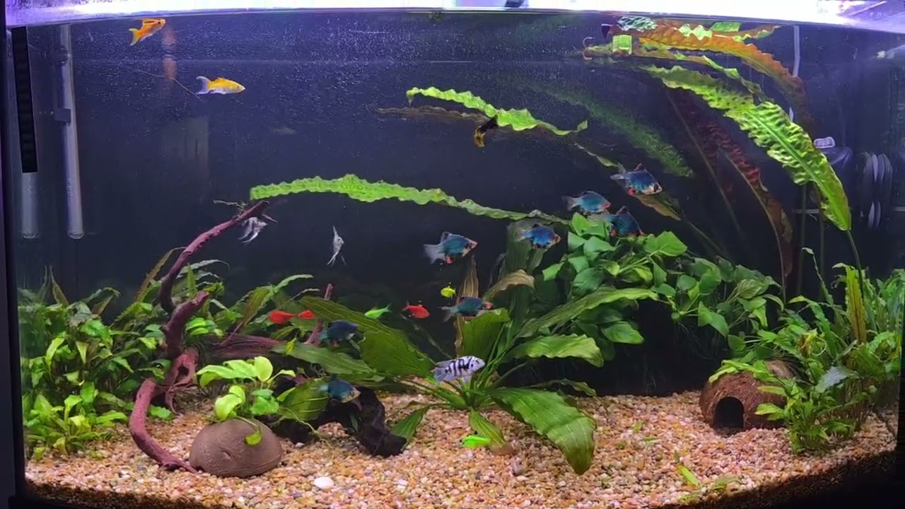 My 50 gallon fish tank 