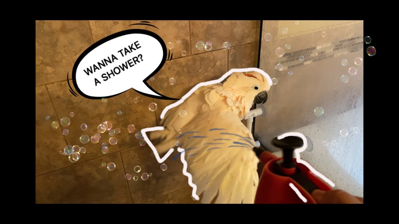#236 WIE KANN ICH MEINEN VOGEL DUSCHEN, WIE KANN ICH MEINEN PAPAGEI BADEN