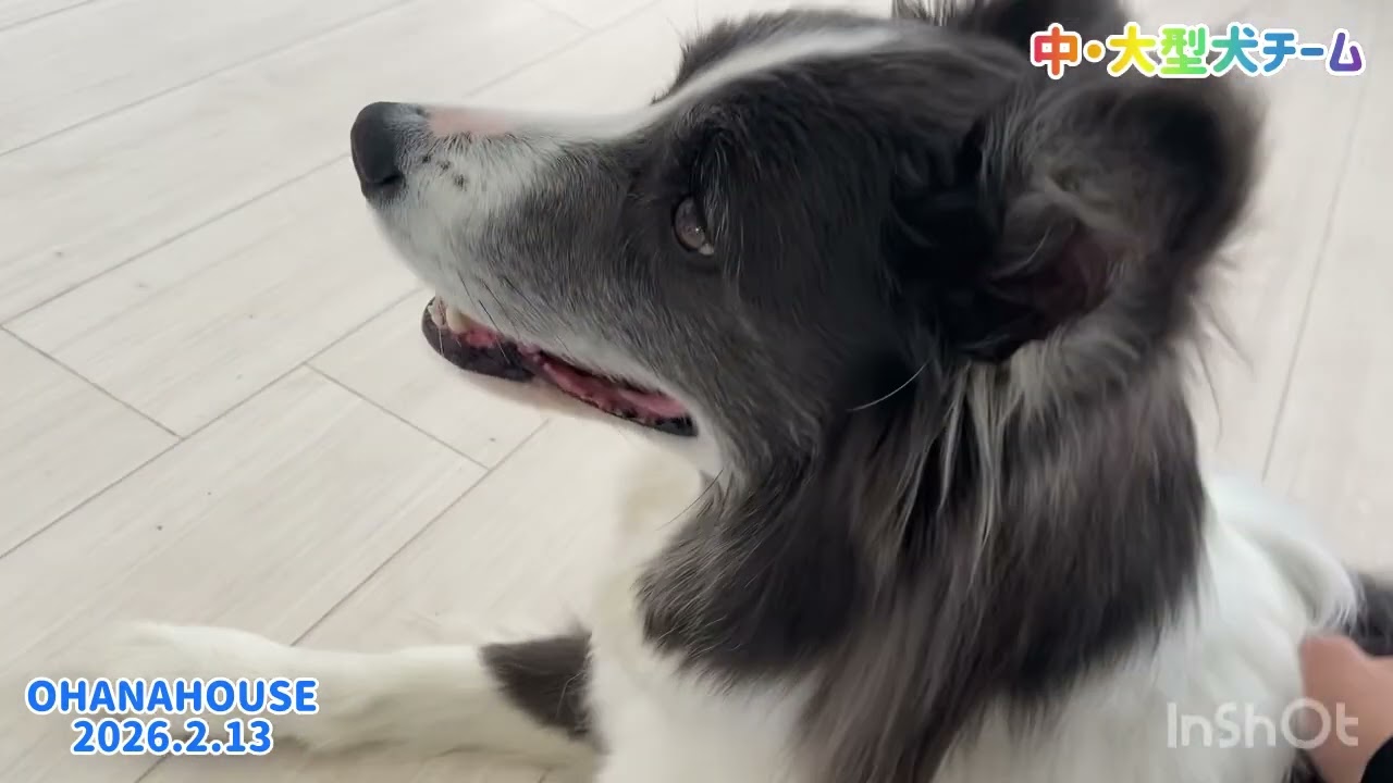広場あそび（中・大型犬）