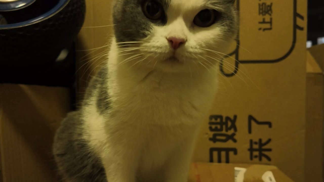 Sweetness Paige eating broadcast channel.Decompression ASMR.#cat #cute #funny 