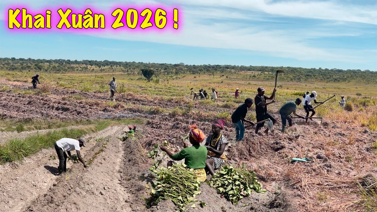 Linh Philip || Việt Phi Farm Khai Xuân Xuống Giống Cùng Bà Con Với Hy Vọng Vụ mùa Bội Thu !