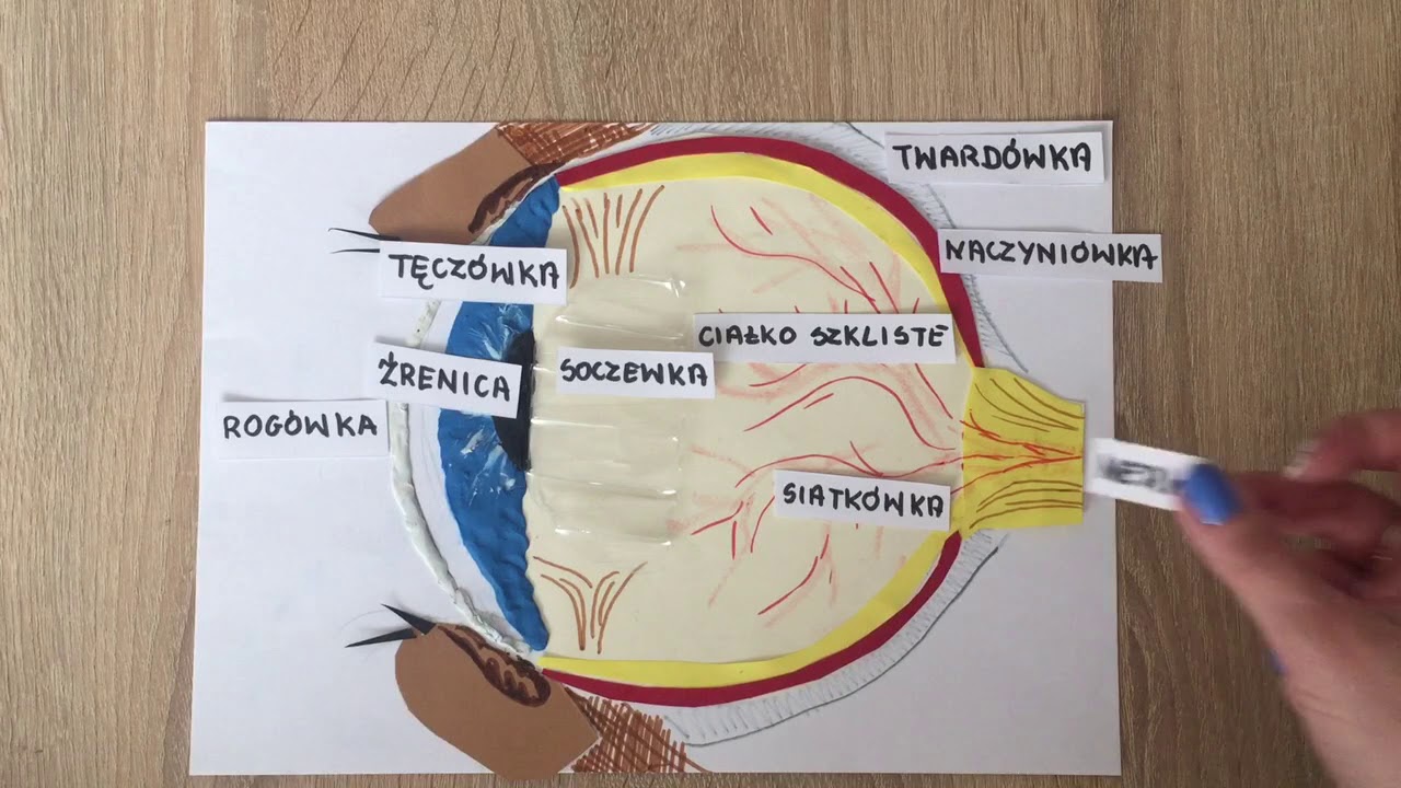 Budowa oka w domowych warunkach