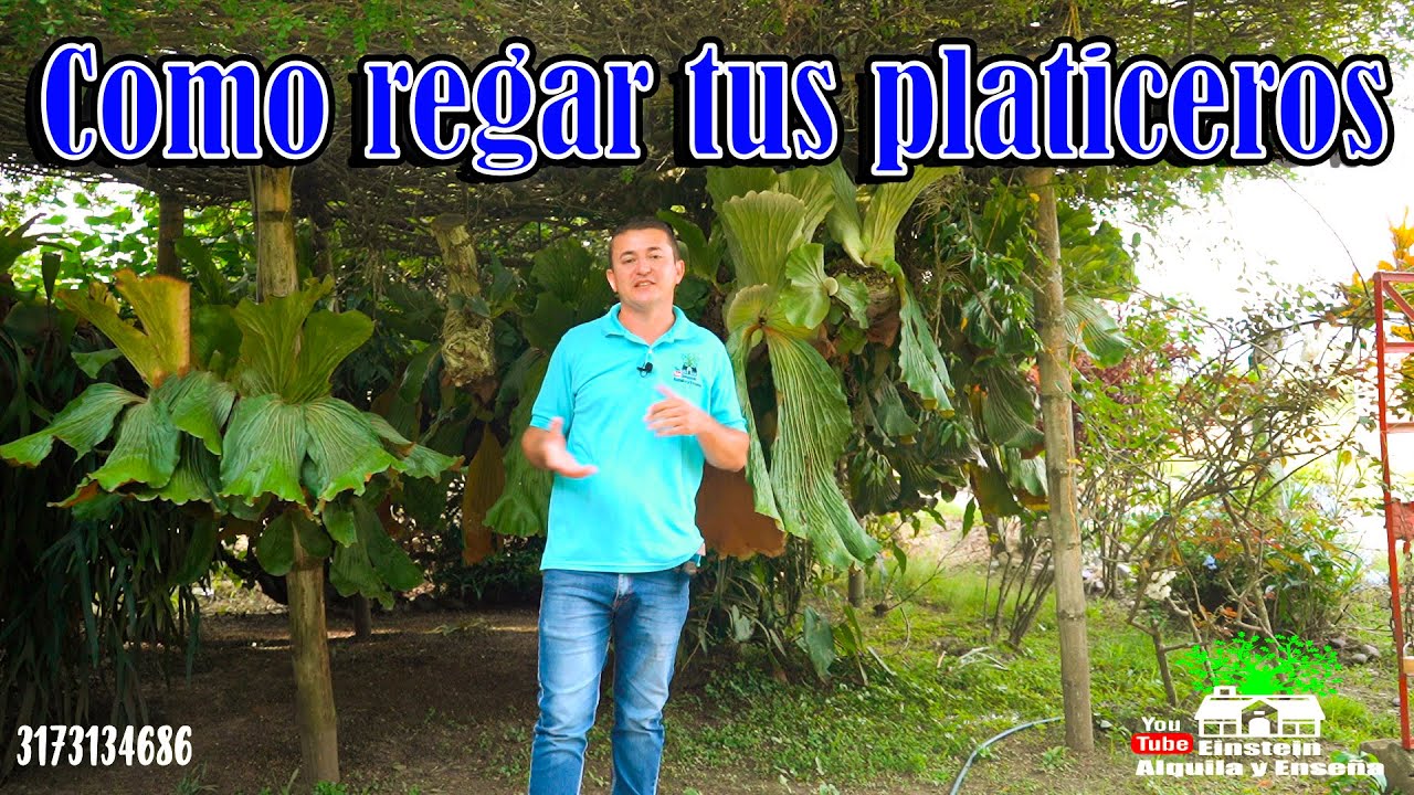🏡 Forma adecuada de regar tus platiceros, para que siempre estén verdes. Einstein Serna. 3173134686.