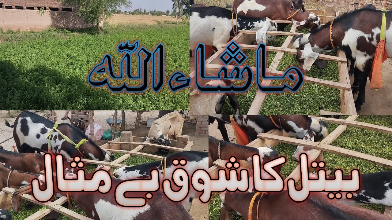 Beetal Apna Goat Farm/High Quality in Pakistan/Pure Nagra/Special Breeding/High Standard/Breeder
