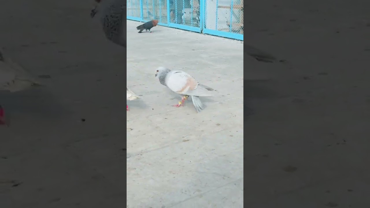 Attitude #youtube #pigeon #piegons