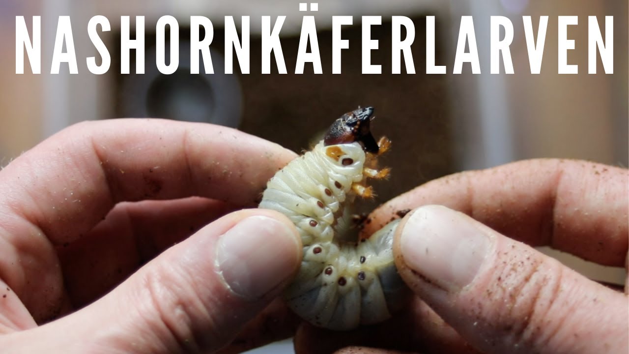 Nashornkäfer Larven Kontrolle | Oryctes monoceros