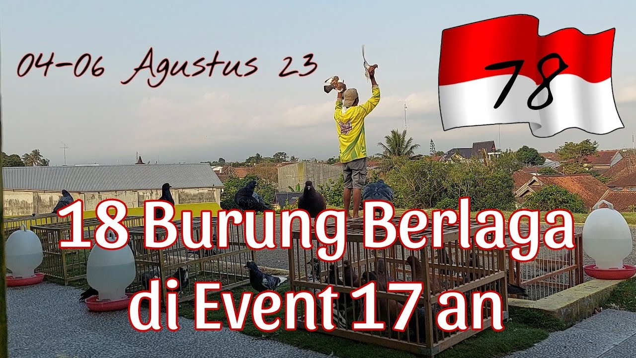 Lomba Tomprang menyambut Kemerdekaan RI ke 78, Panggung Karang Watu Muntilan #merpatitinggian