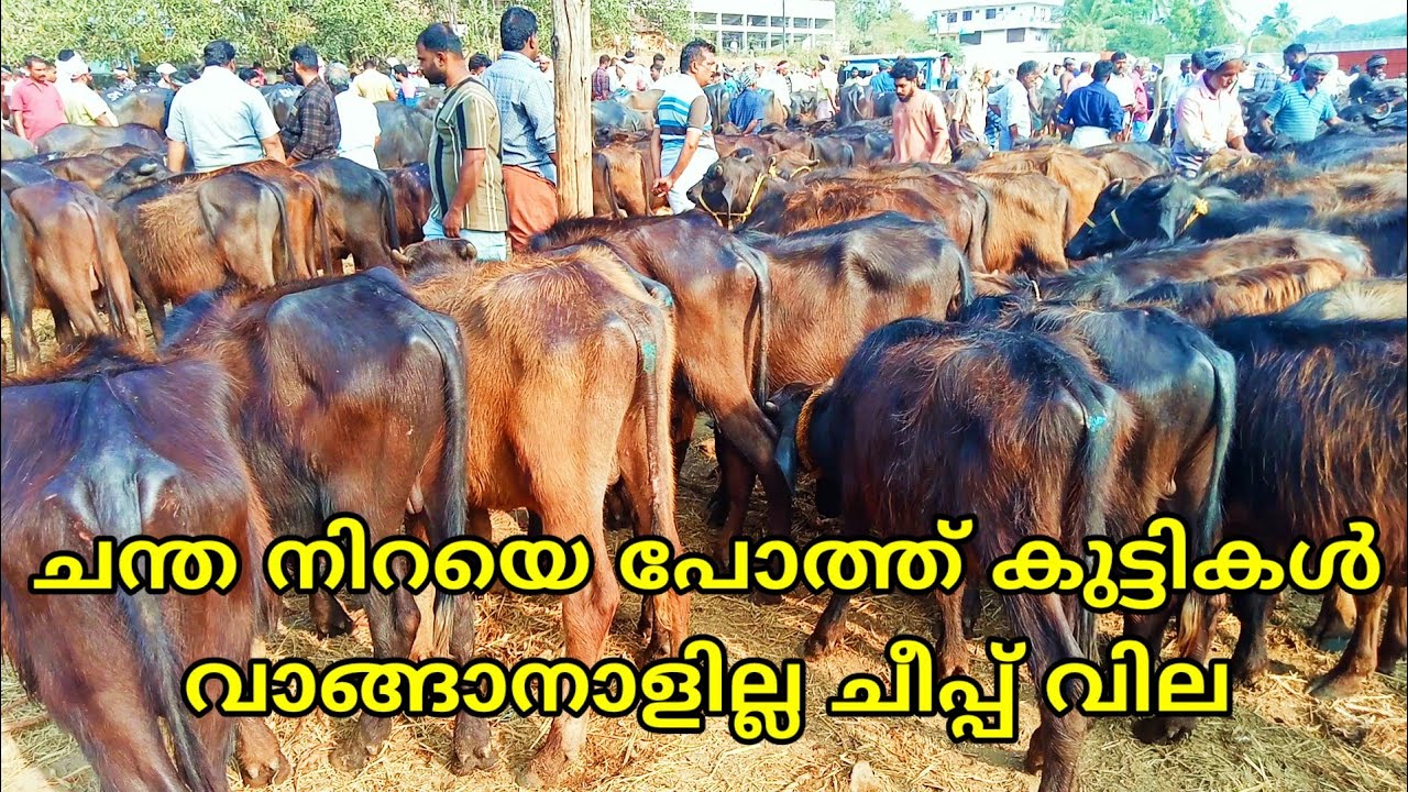 പോത്ത്കുട്ടികളെ ഇപ്പോൾ വിലക്കുറവിൽ വാങ്ങാം | pothvalarthal|