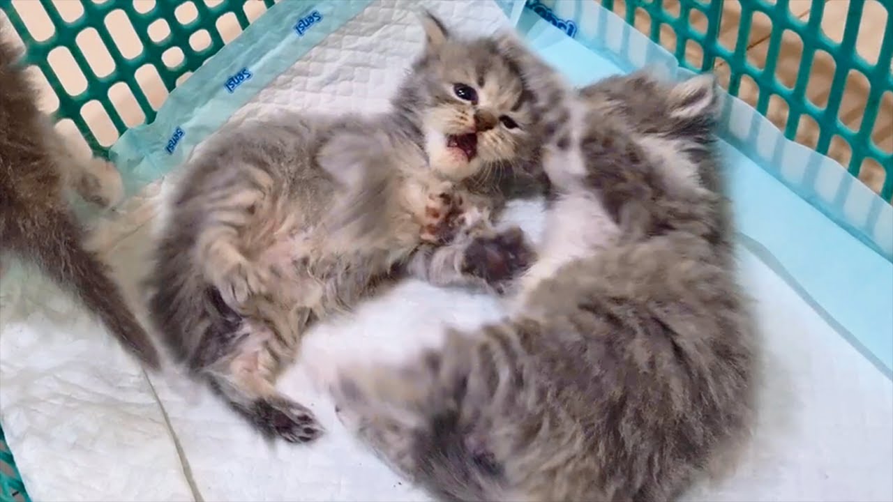 Tiny Kitten choose chaos after waking up, super cute!