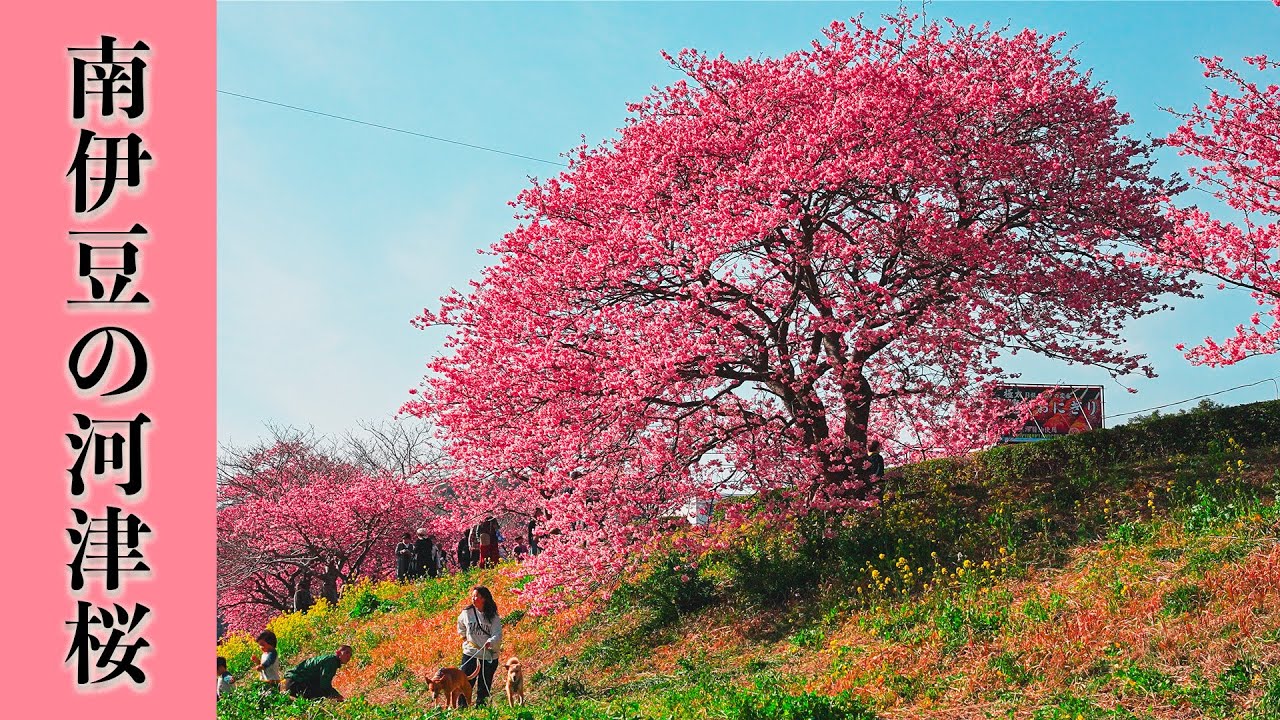 南伊豆の河津桜 2025『みなみの桜と菜の花まつり』【桜2025🌸】伊豆桜の名所 早咲きの桜 - Kawazu-zakura cherry blossoms in Izu