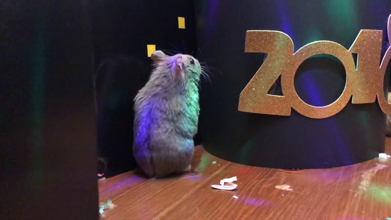 New Year Hamster Party! Welcome 2018