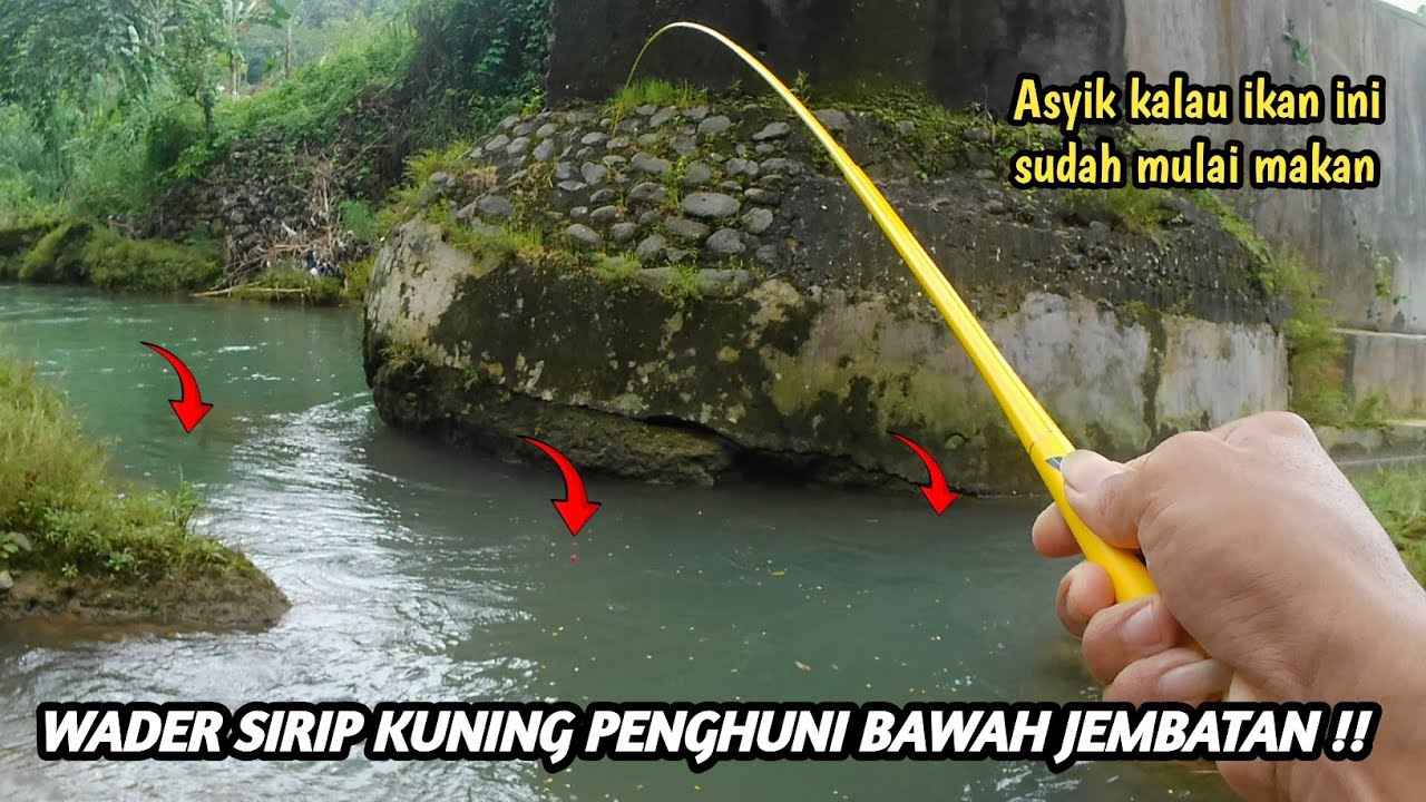 MANTAP‼️MEMASUKI MUSIM PANCAROBA IKAN INI MULAI MAKAN || Mancing wader umpan amis gold | Waderan