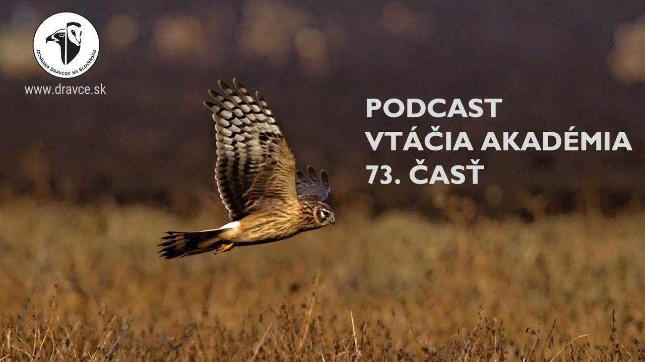 Vtáčia akadémia: Informácie z prvej ruky o odchyte kolibiarika stužkatého. Je 381 vtáčí druh u nás.