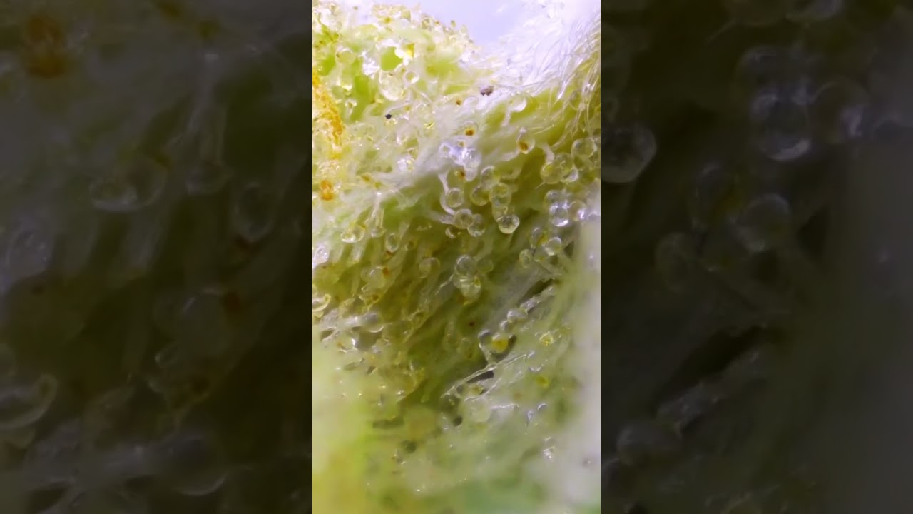 New Strain Drop At Cookies Florida That BLUE RAZ