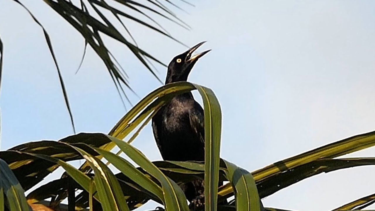 Sound of Great-tailed Grackles gathering for the night on the Paseo del Mar in Quepos, Costa Rica