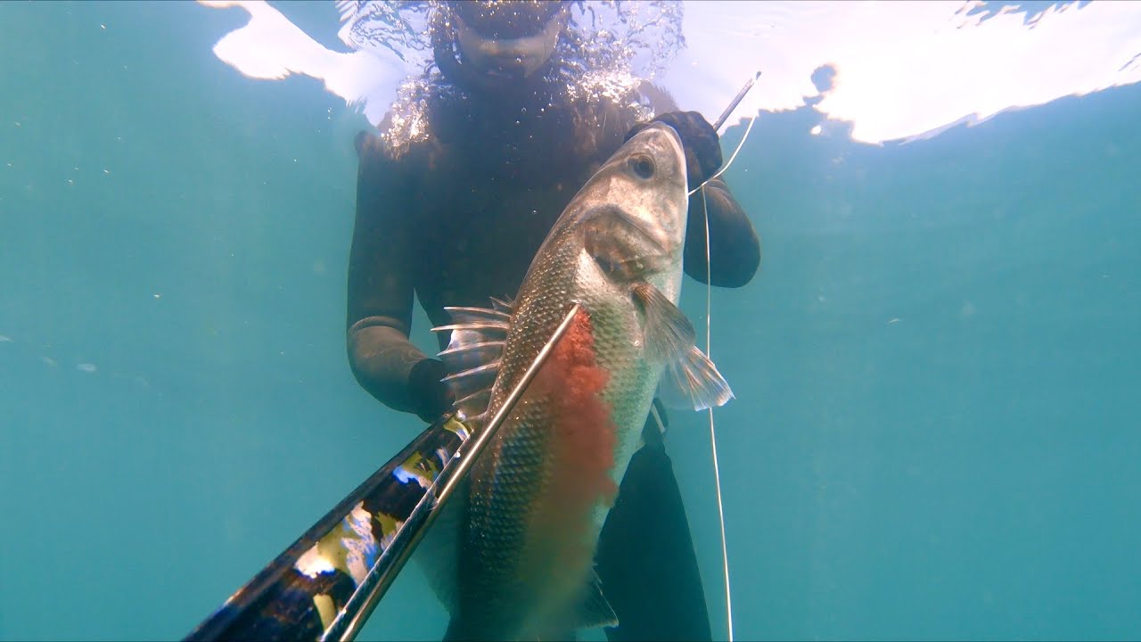 2025 Spearfishing Review - Part 1