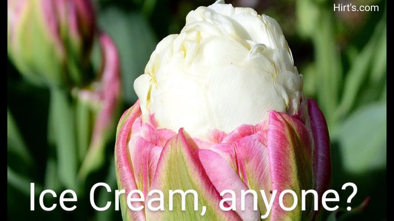 Tulip Ice Cream 冰淇淋鬱金香