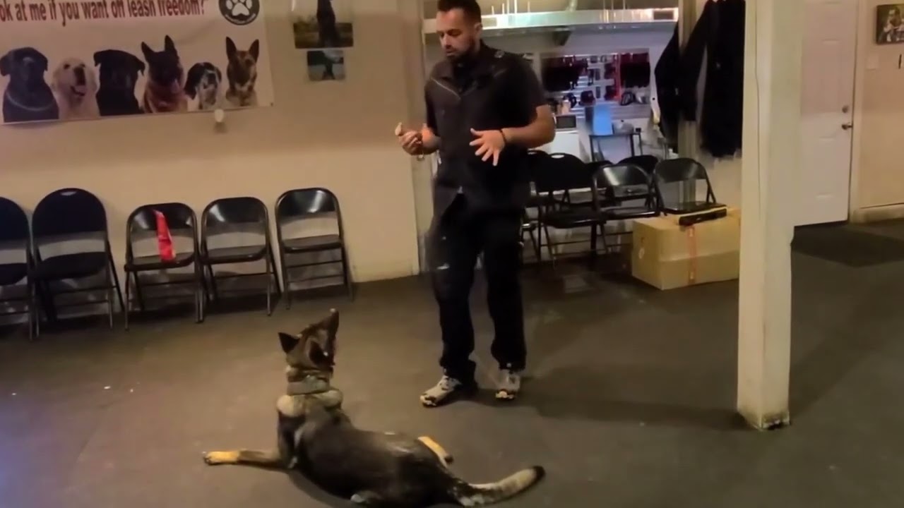Training the HOLD RETRIEVE with my sport dog | Shield K9 Clips