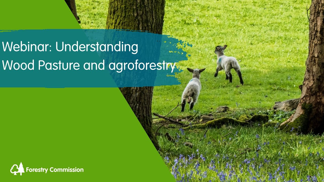 Webinar: Understanding Wood Pasture and Agroforestry
