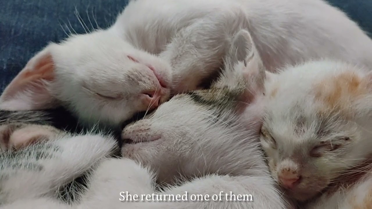 11 Cats Sleeping Peacefully | Heartfelt Update