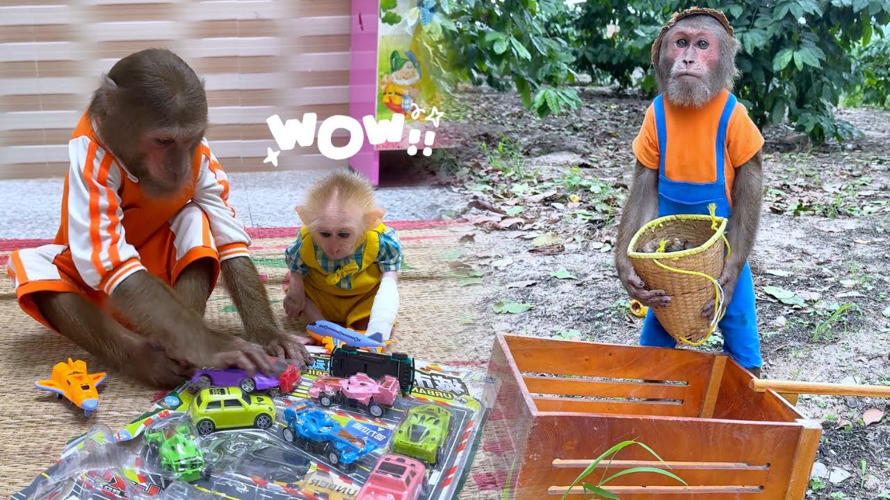 Big Brother's Love! CUTIS Works Hard Buy Special Gift for Baby Monkey