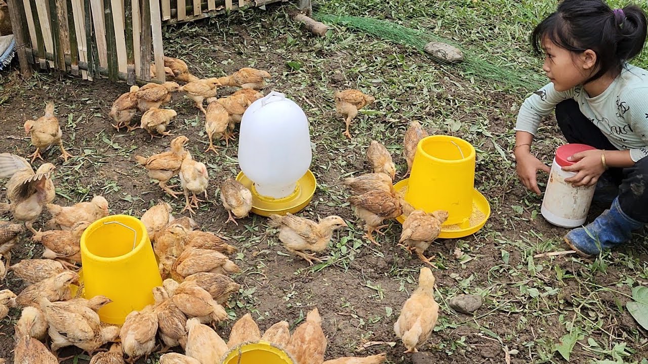 Uncle Quoc didn't come today - Poor girl, taking care of chickens and ducks alone