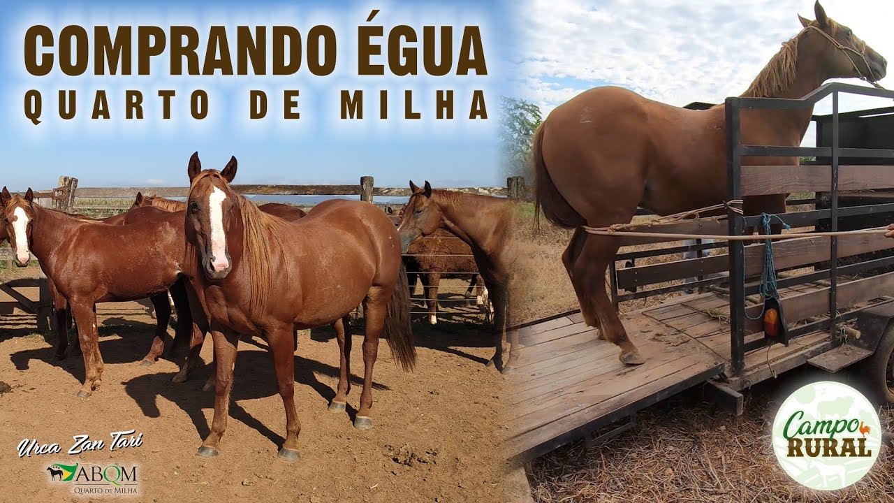 COMPRANDO ÉGUA QUARTO DE MILHA - EMBARCANDO NA CARRETINHA
