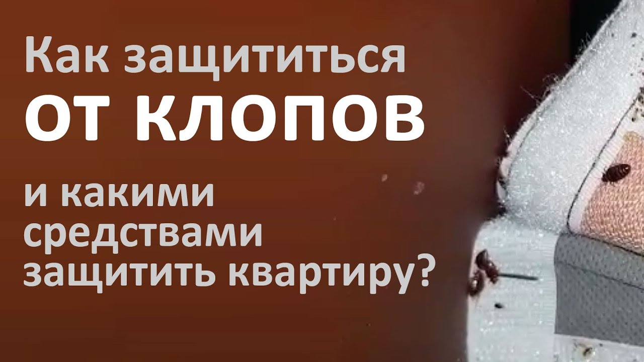 Как защититься от клопов и пресечь их повторное проникновение в квартиру?