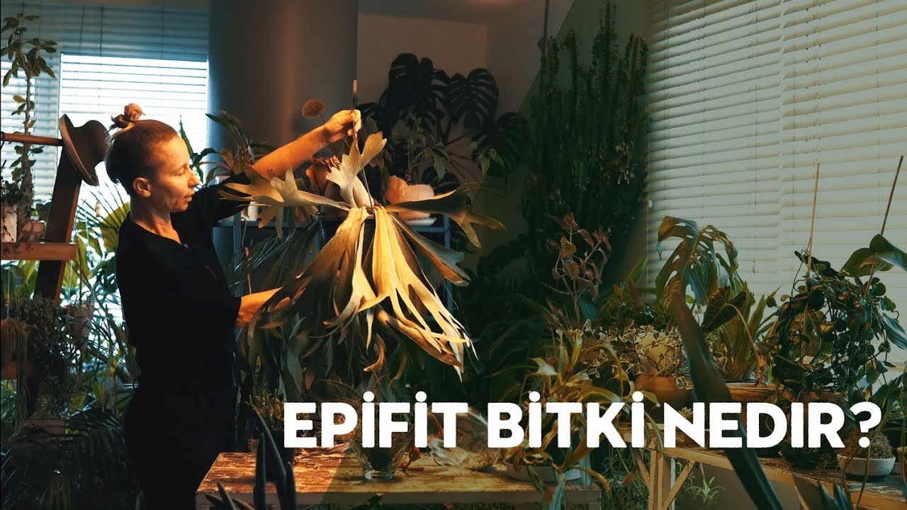 Epifit Bitki Nedir? 👀 Bitkileri Tanıyalım - Labofem