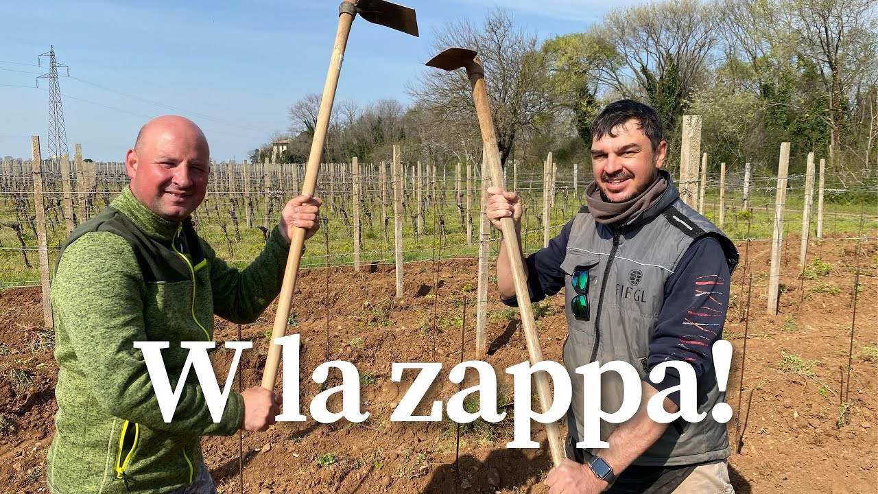 Scalzatura di un vigneto giovane - Seguita da una buona zappatura