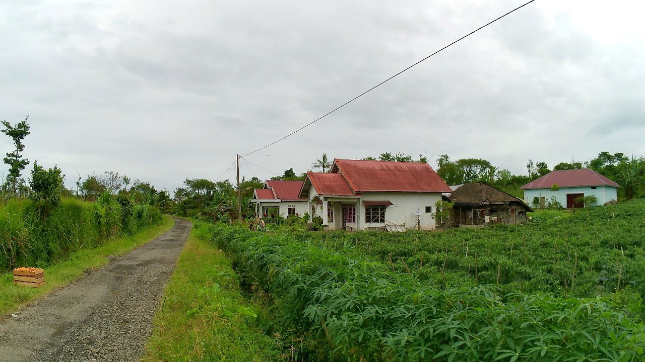 Sekampung Orang Jawa Asli Malang Semua Di Pedalaman Bengkulu Air Lang, Pada Krasan Di Sini